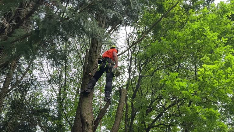 Professional Tree Removal in Sharon, TN